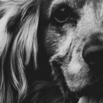 Cocker spaniel, black & white